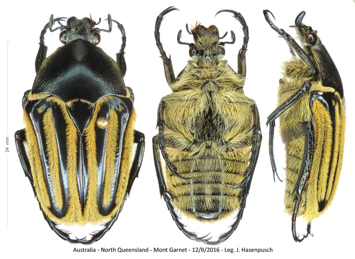 Trichaulax philipsii World Cetoniidae